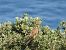 Common Kestrel  - Juana Oyanguren