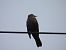 Common Blackbird - Juana Oyanguren