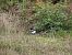 Eurasian Magpie - Juana Oyanguren