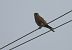 Common Kestrel - Juana Oyanguren