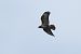 Common Buzzard - Juana Oyanguren
