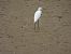 Koartzatxo txikia (Egretta garzetta) © Juana Oyanguren