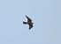 Halcón Peregrino (Falco peregrinus) © Juana Oyanguren