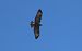 Zapelatz arrunta (Buteo buteo) © Juana Oyanguren