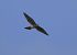 Belatz gorria (Falco tinnunculus) © Juana Oyanguren