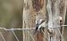 Euli-txori beltza (Ficedula hypoleuca) © Juana Oyanguren