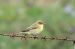 Txio arrunta (Phylloscopus collybita) © Juana Oyanguren