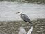 Koartza hauskara (Ardea cinerea) © Juana Oyanguren