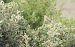 Mosquitero musical (Phylloscopus trochilus) © Juana Oyanguren