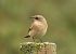 Collalba Gris (Oenanthe oenanthe) © Juana Oyanguren