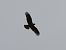 Booted Eagle - Alexander Foki