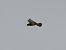 Booted Eagle - Alexander Foki