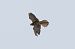 Belatz handia (Falco peregrinus) © Jon Balsera
