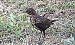 Common Blackbird - Iñigo Tena