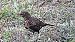Common Blackbird - Iñigo Tena