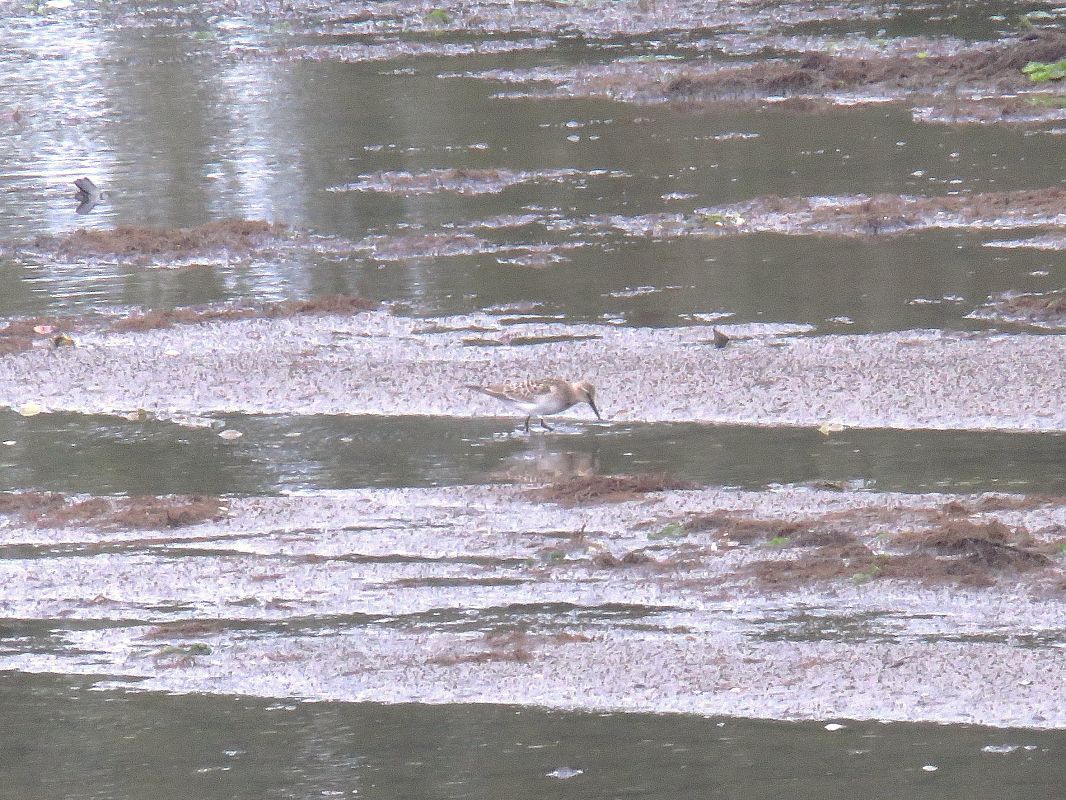 Calidris bairdii  - Alfredo Herrero