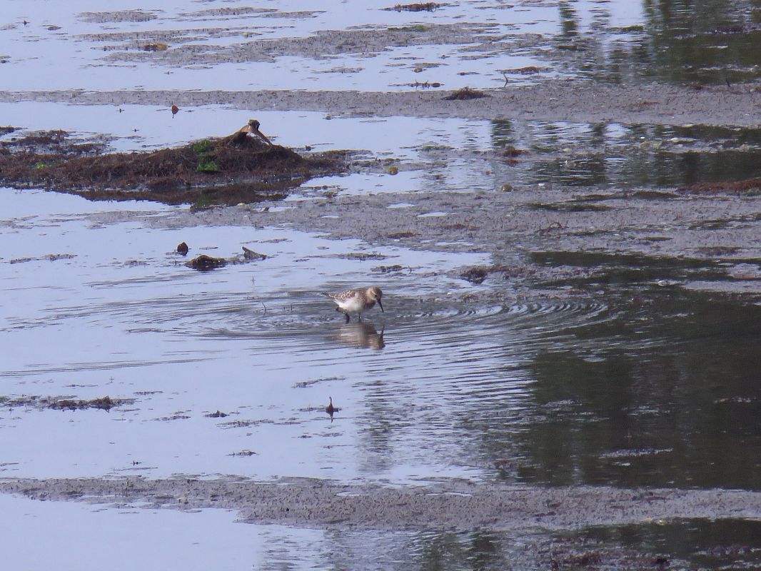 Calidris bairdii  - Alfredo Herrero