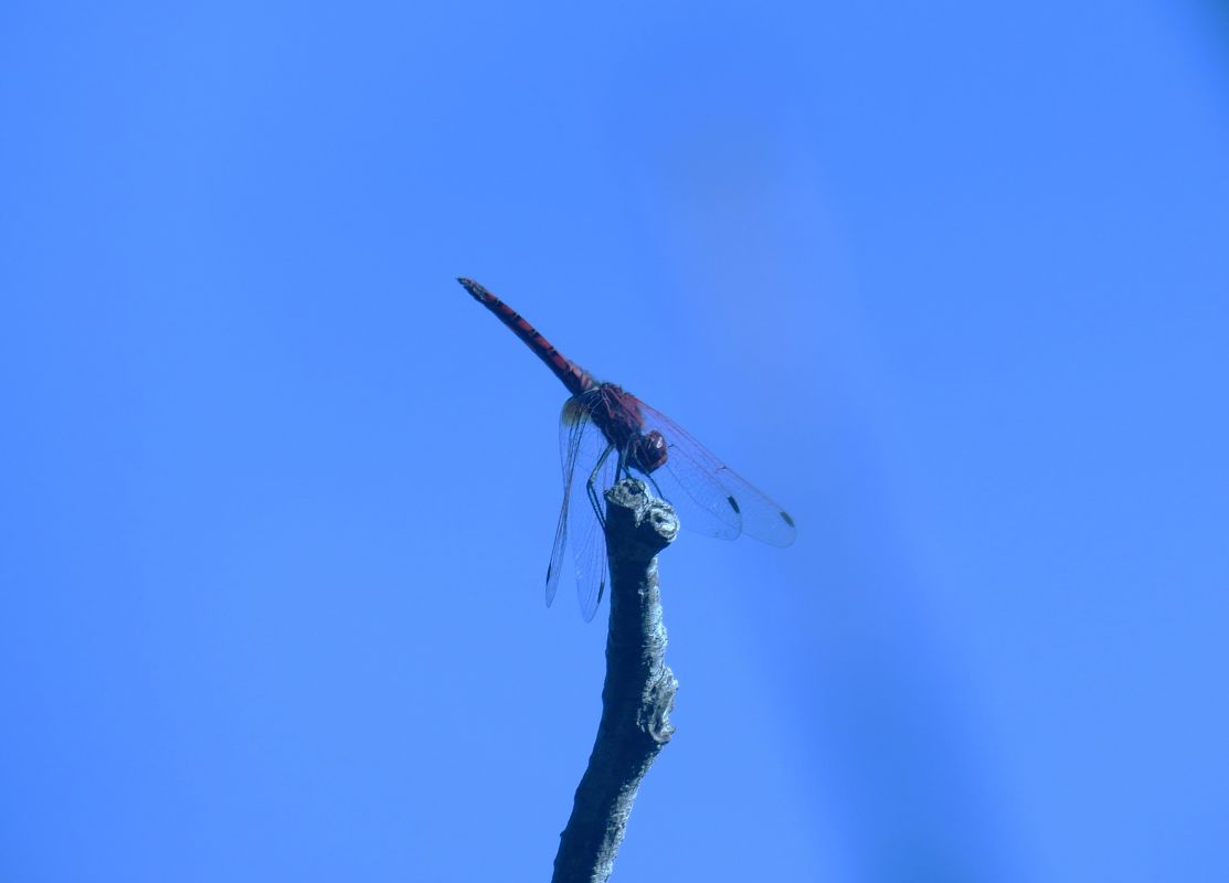 Trithemis annulata  - Alfredo Herrero