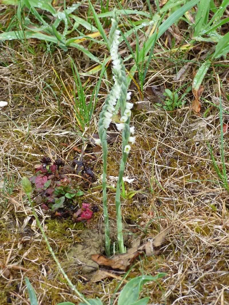 Spiranthes spiralis  - Serafín Alarcón