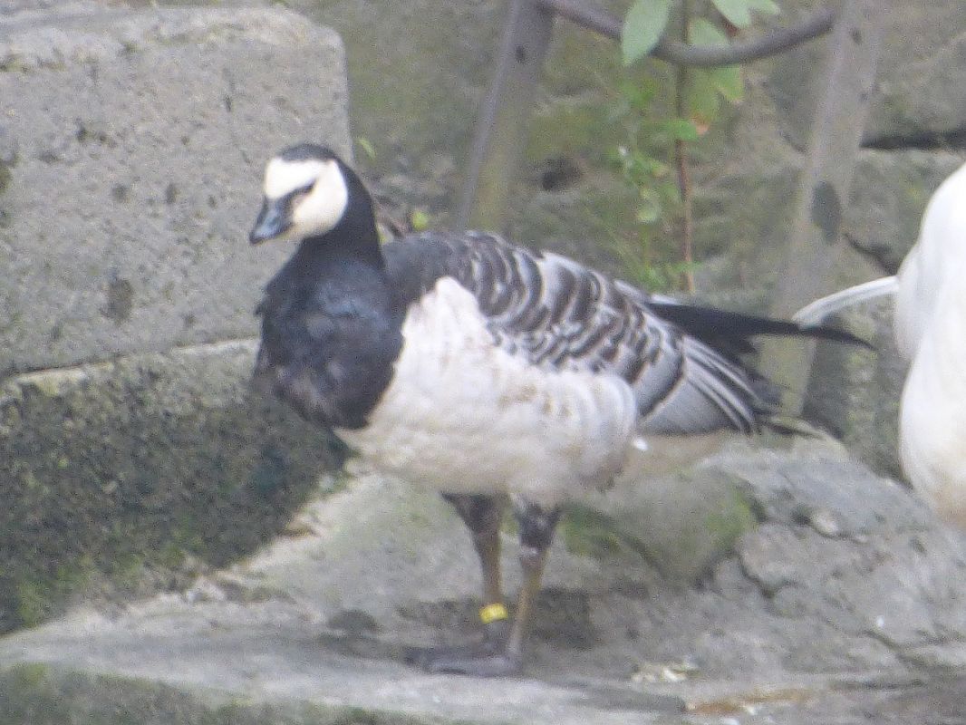 Branta musuzuria  - Serafín Alarcón