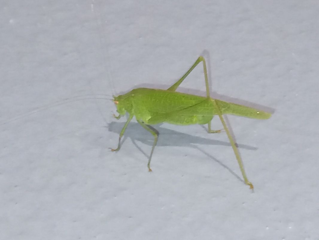 Phaneroptera nana  - Serafín Alarcón