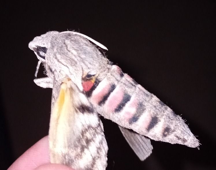 Agrius convolvuli  - Serafín Alarcón