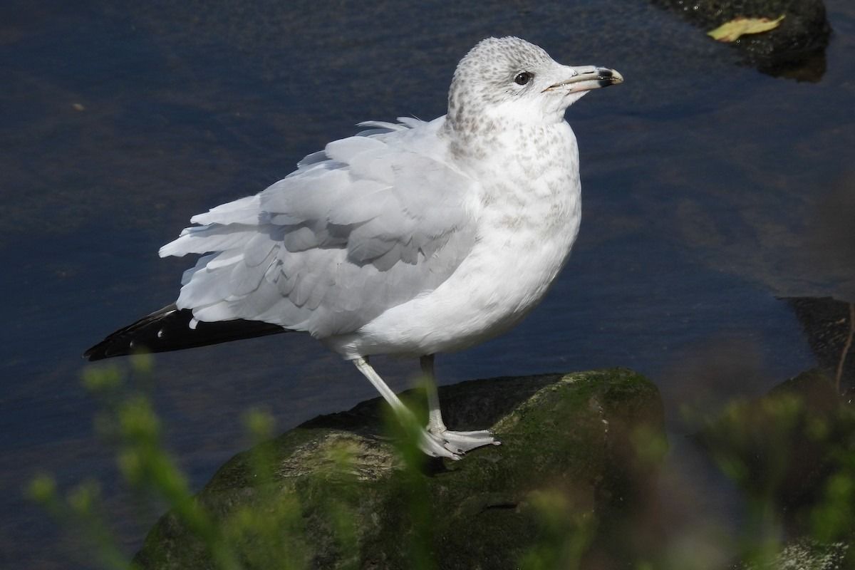 Larus delawarensis  - Juan Manuel Pérez de Ana