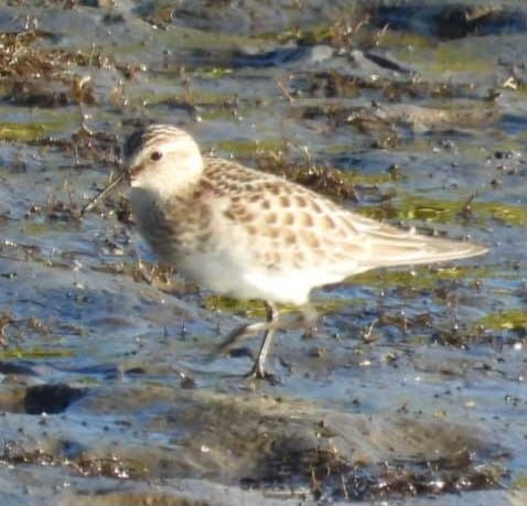 Calidris bairdii  - José F. Esparcia