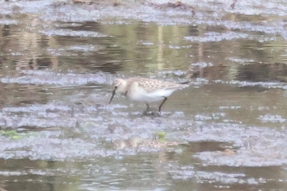 Calidris bairdii  - Joseba Amenabar