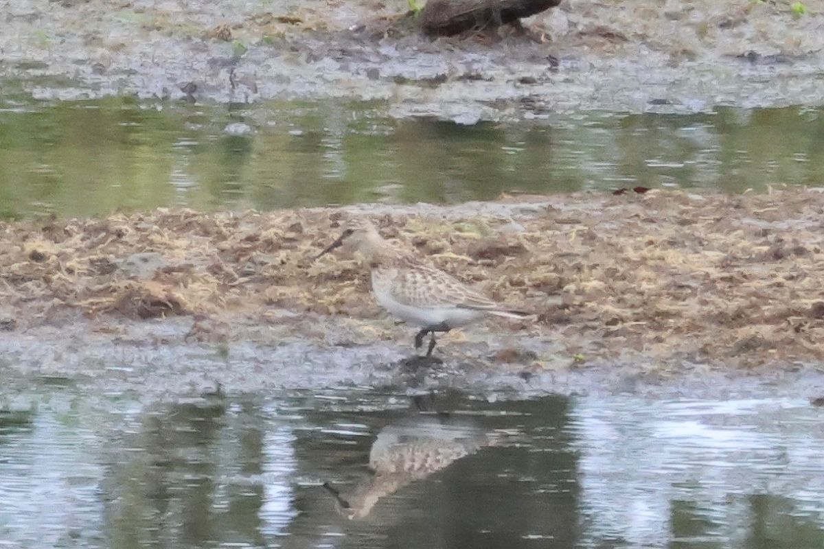 Calidris bairdii  - Joseba Amenabar