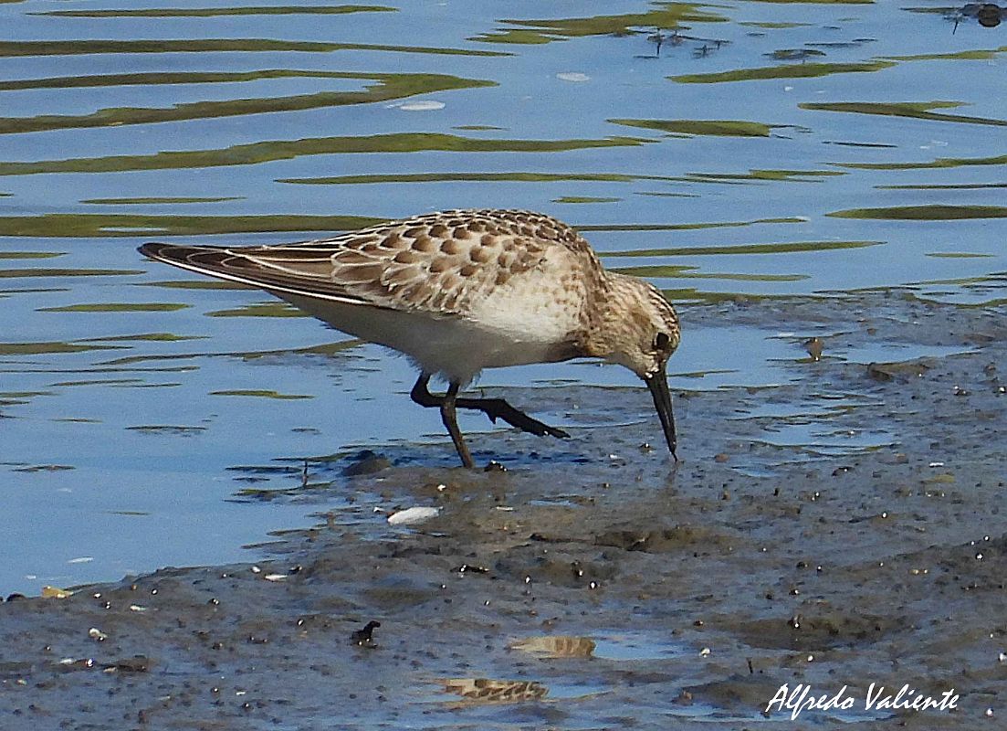 Calidris bairdii  - Alfredo Valiente