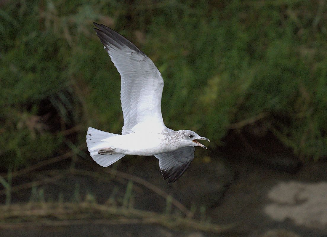 Larus delawarensis  - Ivan Sarabia