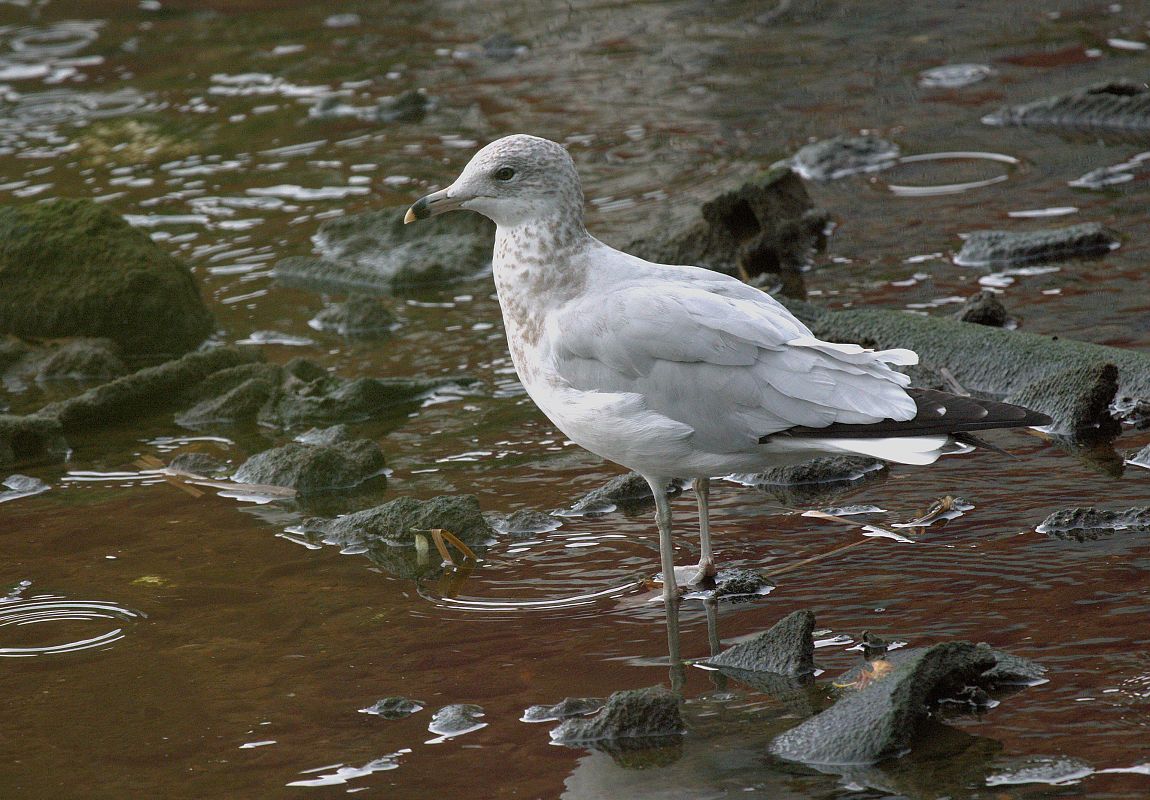 Larus delawarensis  - Ivan Sarabia