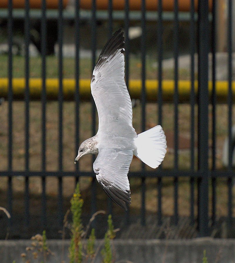 Larus delawarensis  - Ivan Sarabia