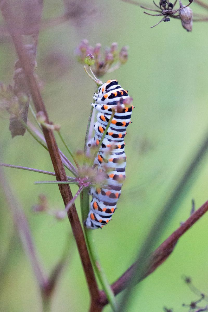 Papilio machaon  - Joseba Otaegi