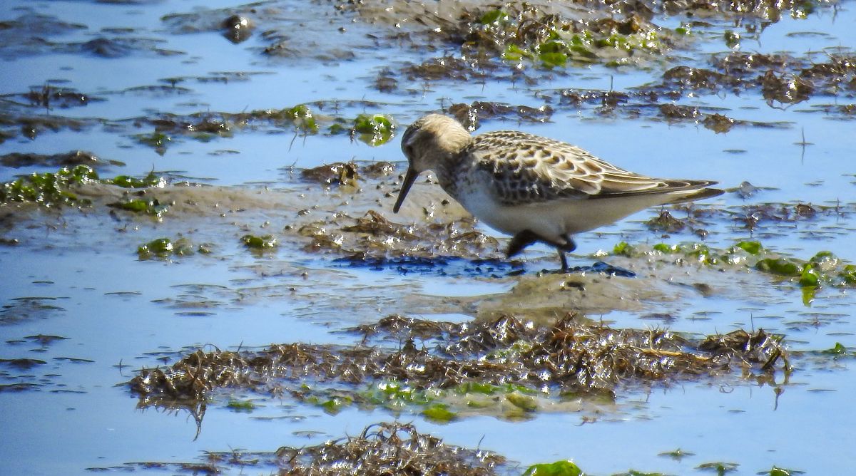 Calidris bairdii  - David Santamaría