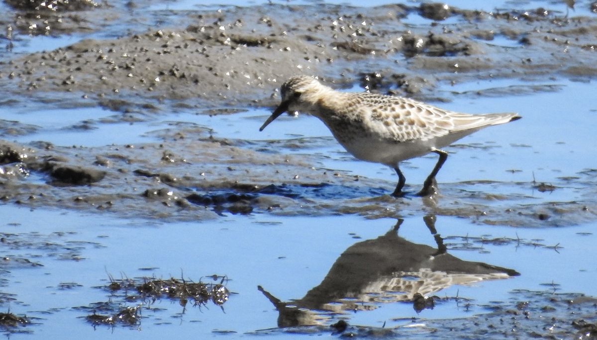 Calidris bairdii  - David Santamaría