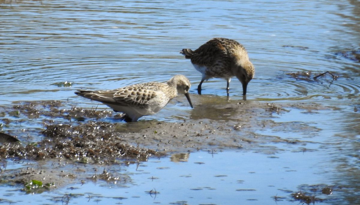 Calidris bairdii  - David Santamaría