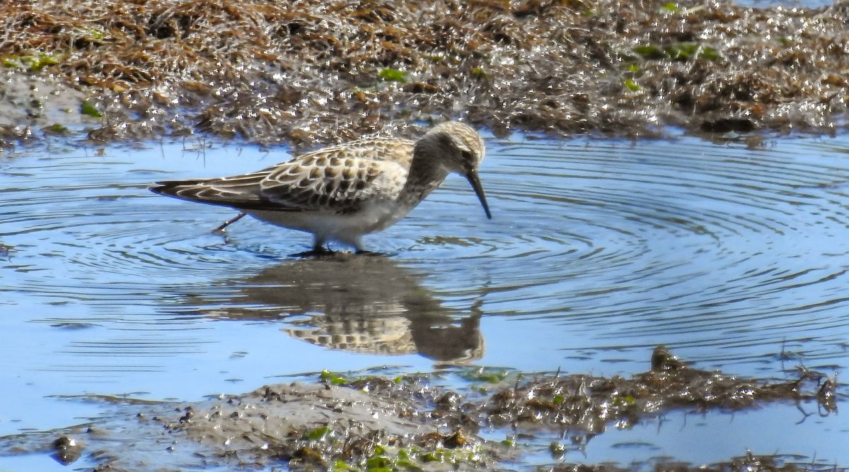 Calidris bairdii  - David Santamaría