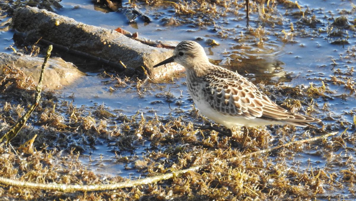Calidris bairdii  - David Santamaría