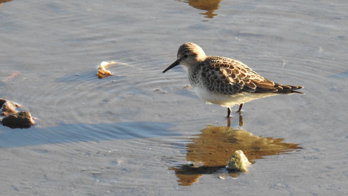 Calidris bairdii  - David Santamaría