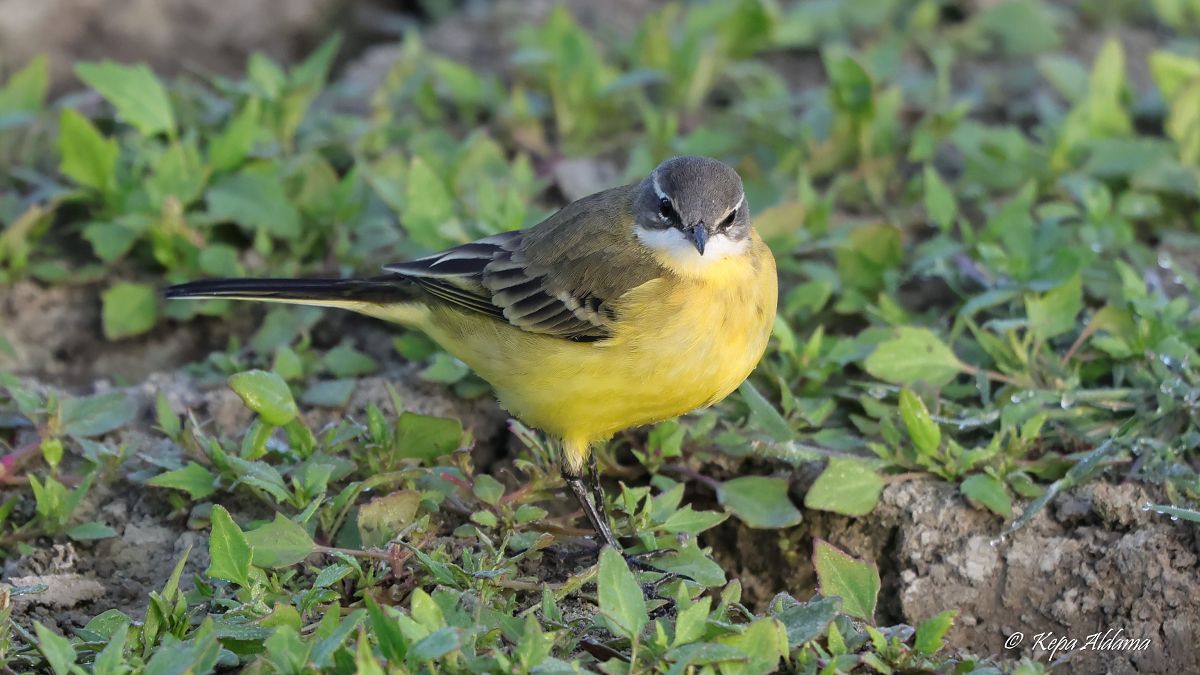 Motacilla flava iberiae  - Kepa Aldama