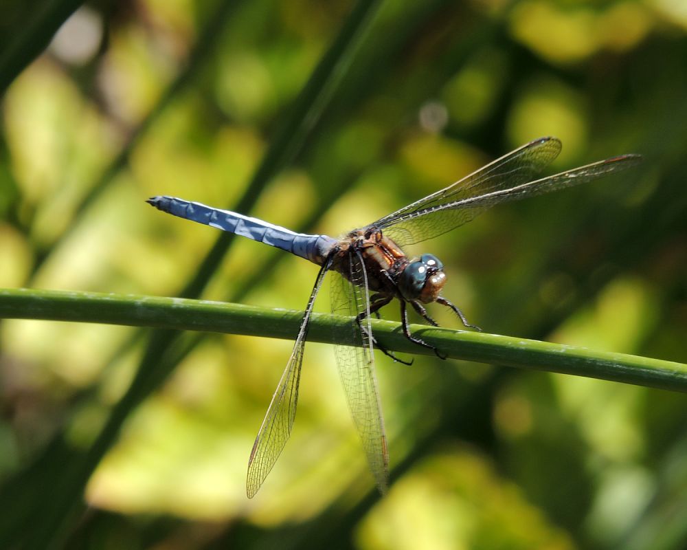 Orthetrum coerulescens  - Juan Carlos Palacios