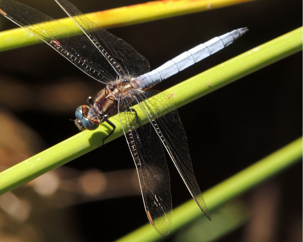 Orthetrum coerulescens  - Juan Carlos Palacios