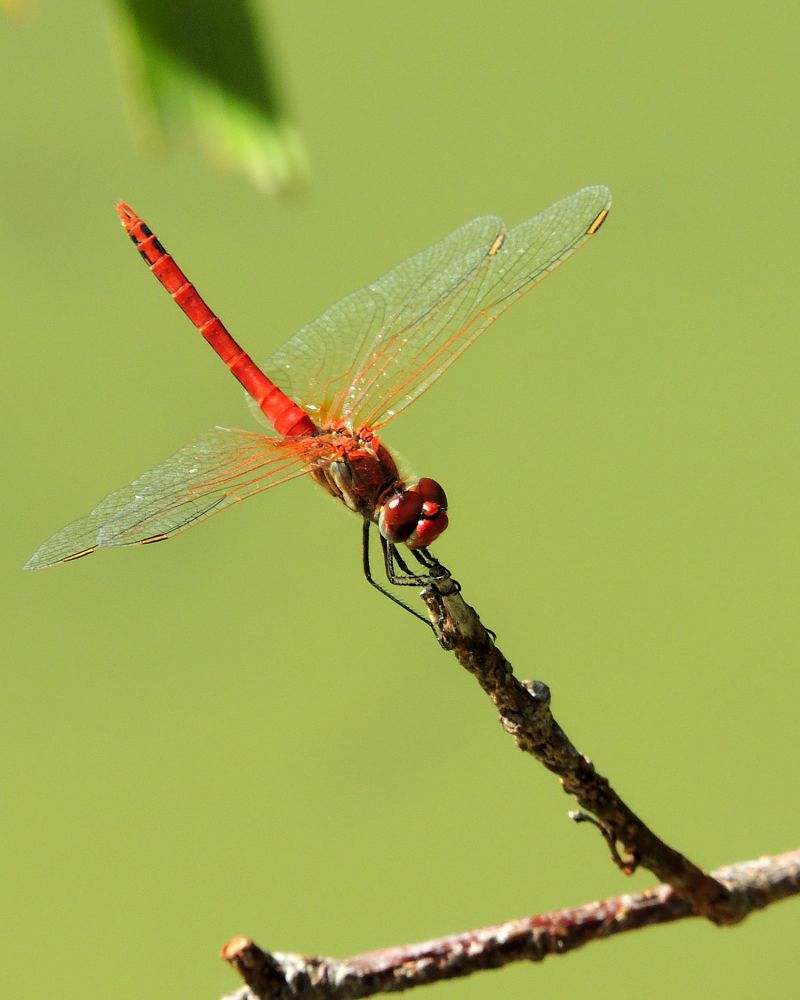 Sympetrum fonscolombii  - Juan Carlos Palacios