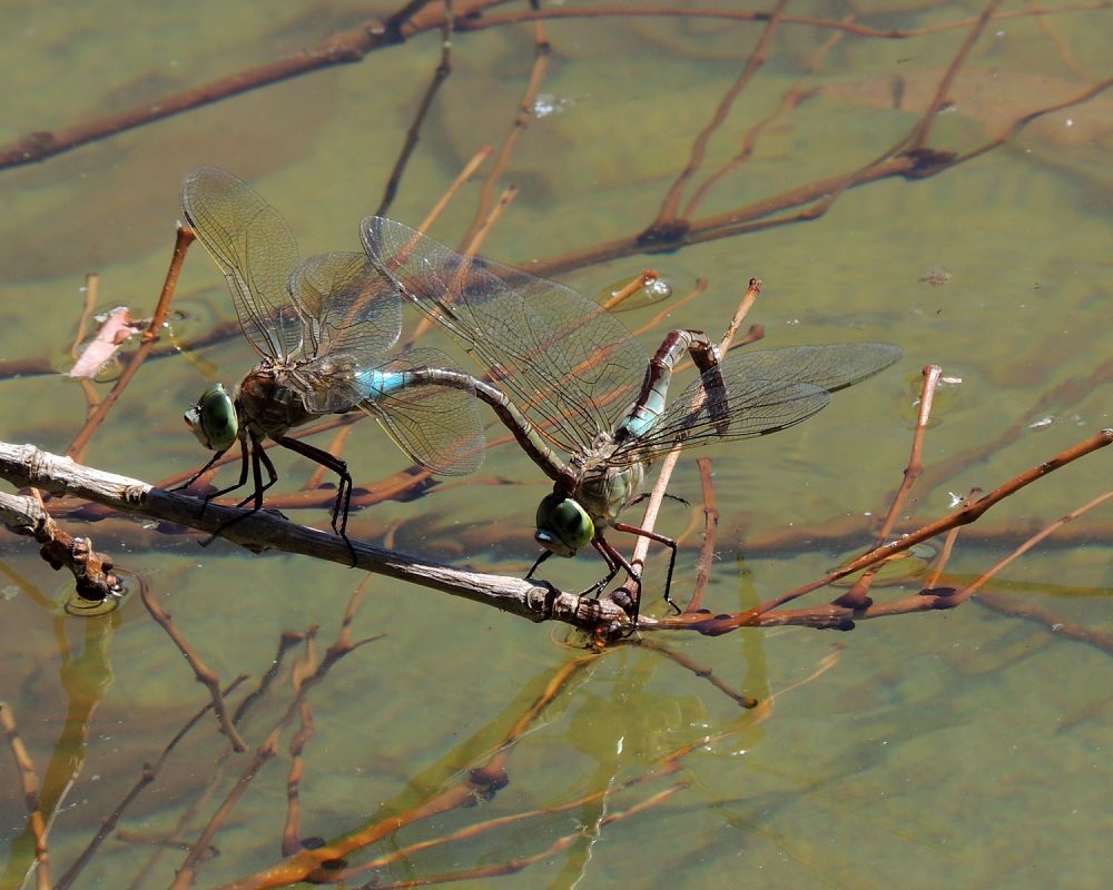 Anax parthenope  - Juan Carlos Palacios