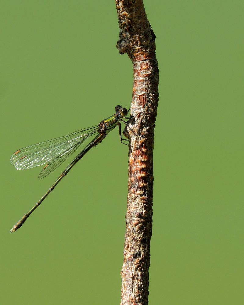 Chalcolestes viridis  - Juan Carlos Palacios