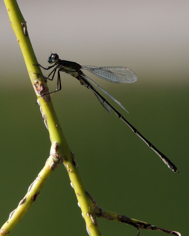 Chalcolestes viridis  - Juan Carlos Palacios
