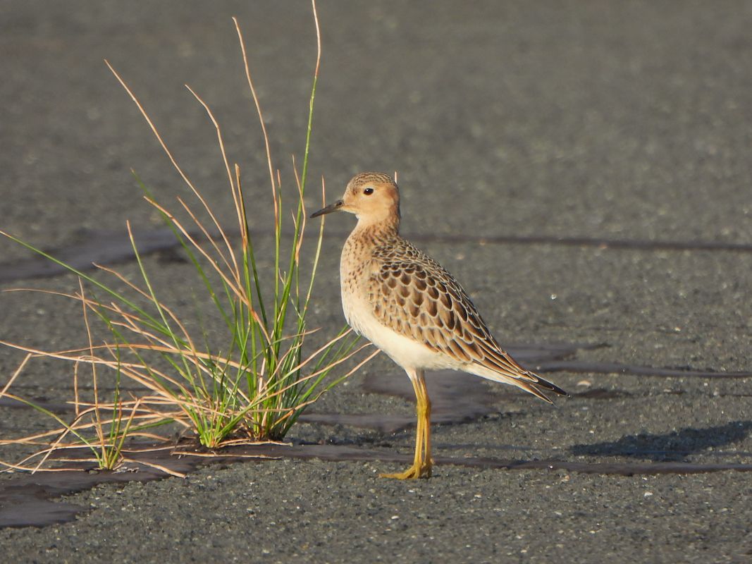 Calidris subruficollis  - Manu Reyes