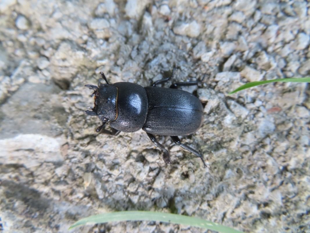 Dorcus parallelipipedus  - Jose Manuel Unanue